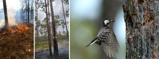 FFS photos: (left and center) prescribed fires and (right) Red-cockaded Woodpecker.