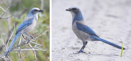 FWC photos of Florida scrub-jay.