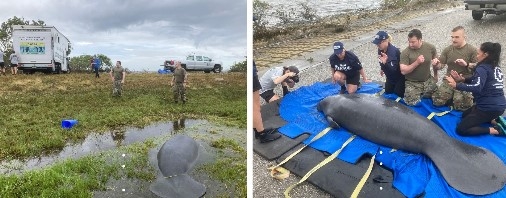 FWC photos of recent manatee rescues.